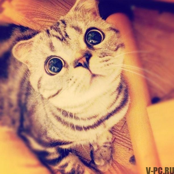 시시 마루 유명한 고양이 on Instagram-005