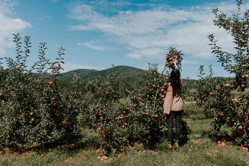 인스 타 그램에 대한 가을 사진 아이디어-소녀는 사과를 선택합니다