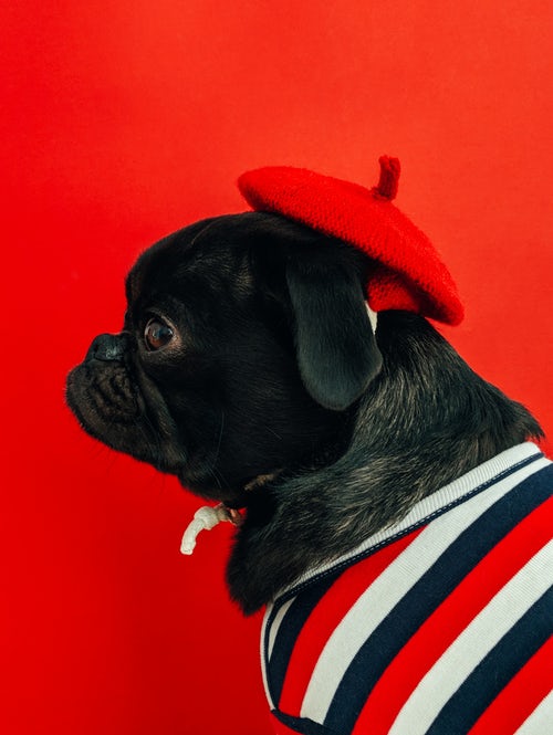 Instagram에 대한 가을 사진 아이디어-빨간 베레모에 퍼그